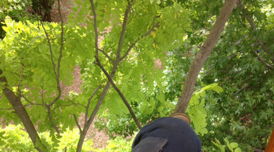 View from up in a tree.