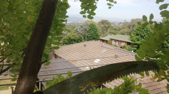 View from up in a tree while clearing limbs for powerlines.